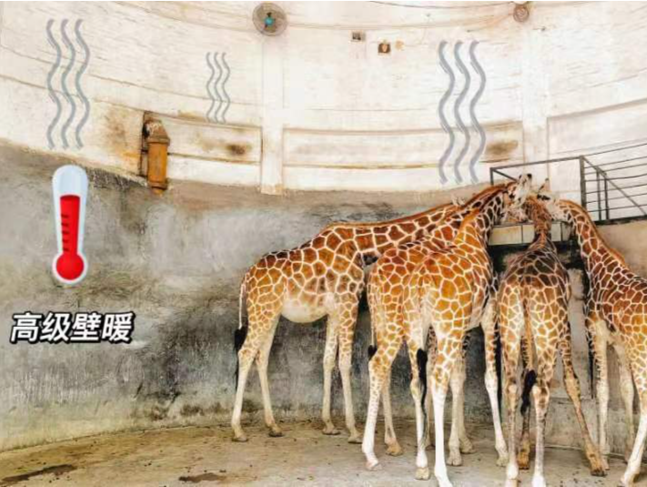 寒潮来袭，广州动物园让动物过冬“暖笠笠”