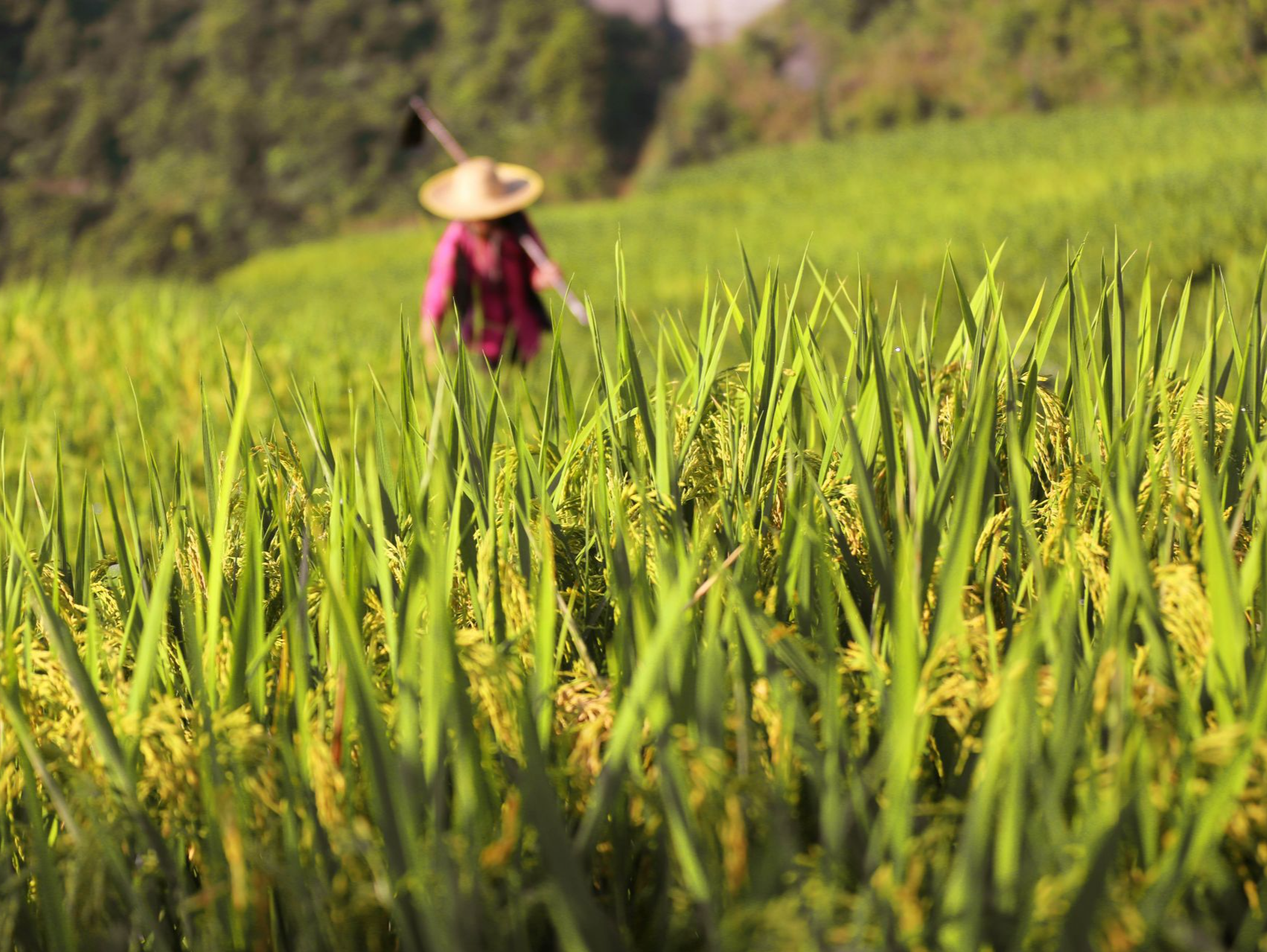 国家粮食和物资储备局：我国秋粮收购累计超7000万吨