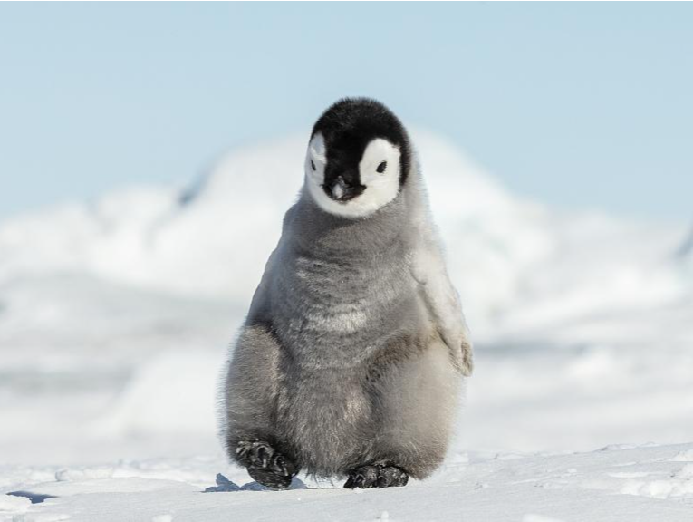 研究：南极洲65%本土物种面临消失风险，帝企鹅居风险首位