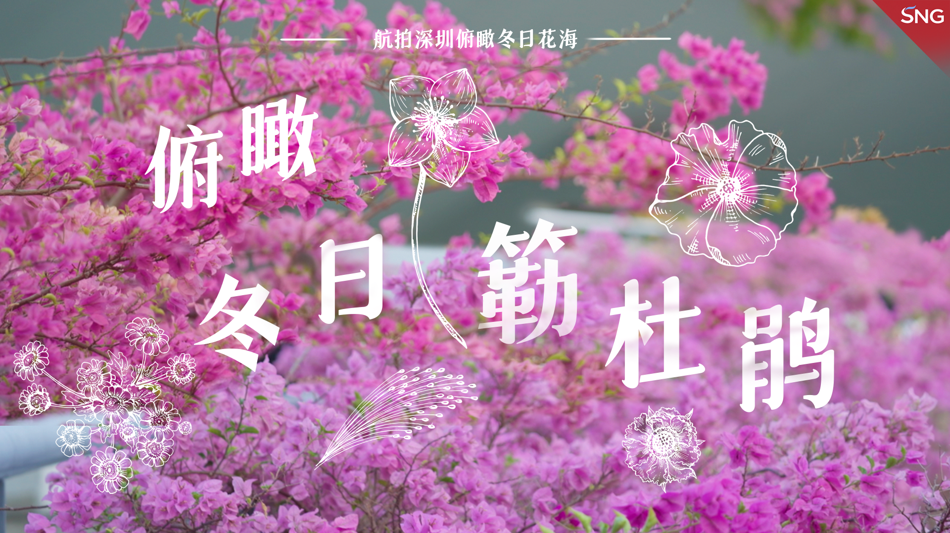 航拍深圳｜俯瞰冬日簕杜鹃