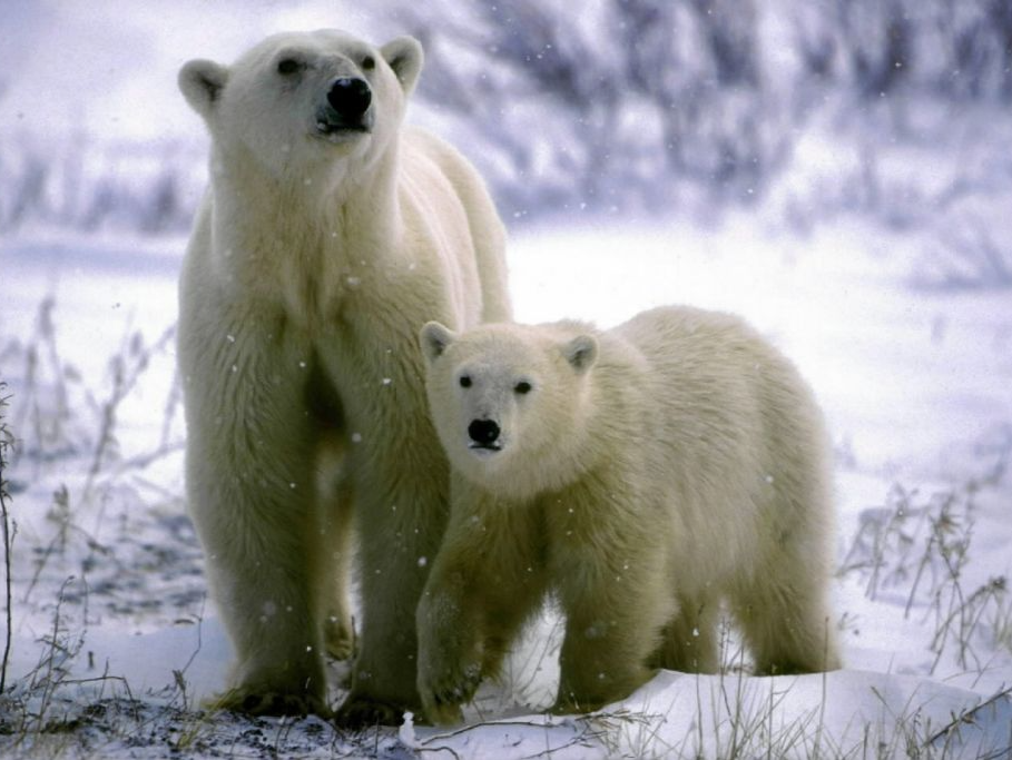“世界北极熊之都”升温过快危及北极熊生存