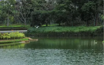 凤凰街道综合施策推动“河湖长制”见实效 共绘美丽河湖画卷