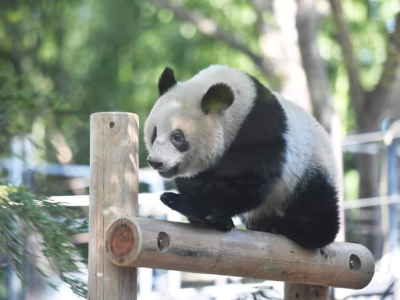 日媒：为与旅日大熊猫“香香”告别，东京上野动物园排起长队