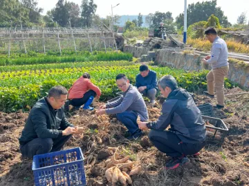 深圳对口帮扶助力汕头乡村全面振兴，打通产业链激活“土特产” 帮扶显实效