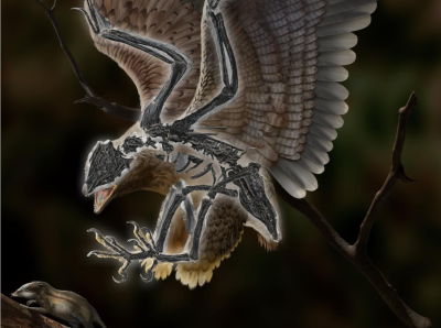 我国科学家发现1.2亿年前鸟类，长着恐龙头骨