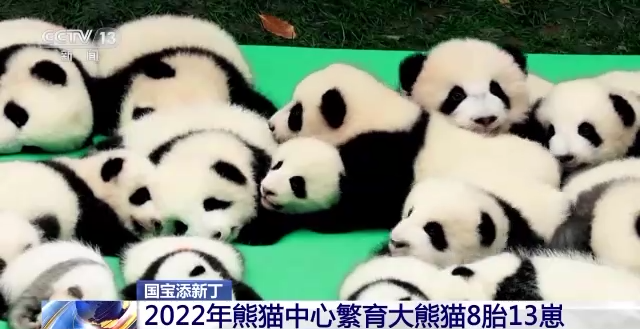 国宝添新丁！2022年熊猫中心繁育大熊猫8胎13崽