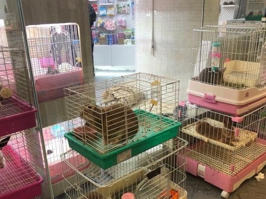 节前宠物寄养需求升温 部分宠物店寄养价格上涨