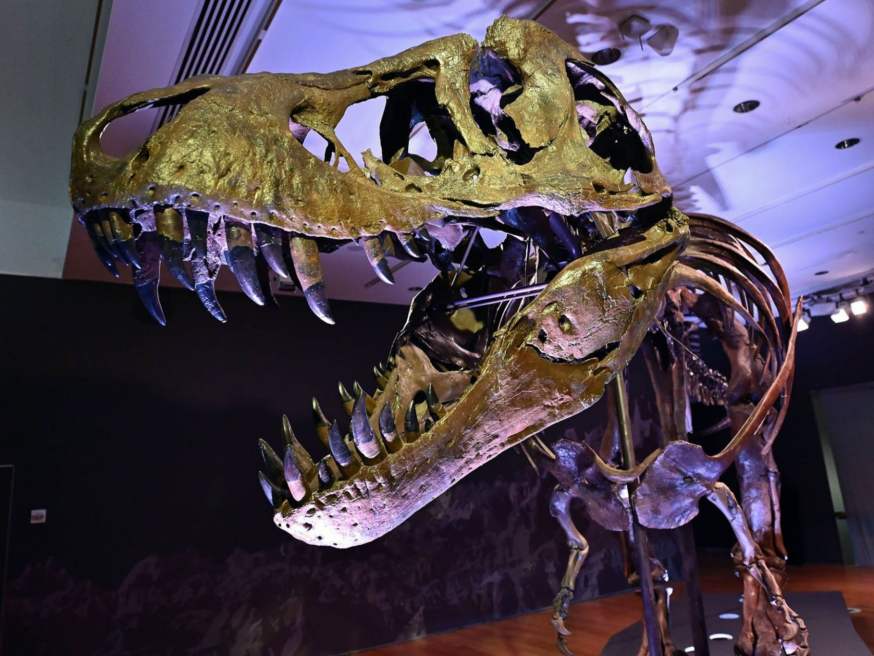 四种恐龙化石在智利被发现