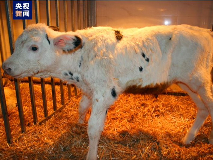 国内首次！克隆技术在奶牛良种繁育领域取得新突破