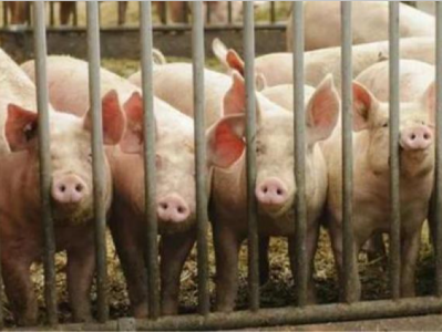 非洲猪瘟卷土重来 韩国加强戒备