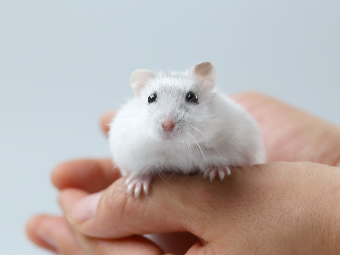 实验鼠不再需要为科学研究“牺牲”？类器官或将代替“实验室小白鼠”