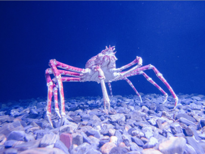 或能帮助人类治疗肢体缺失！海蜘蛛再生能力超出科学家想象
