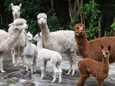 深圳野生动物园小羊驼家族接二连三喜添三“娃”