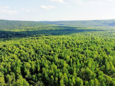 国家林草局：2022年全国林业产业总产值达8.04万亿元