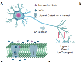 我国科学家实现大脑神经化学信号与电信号转导模拟