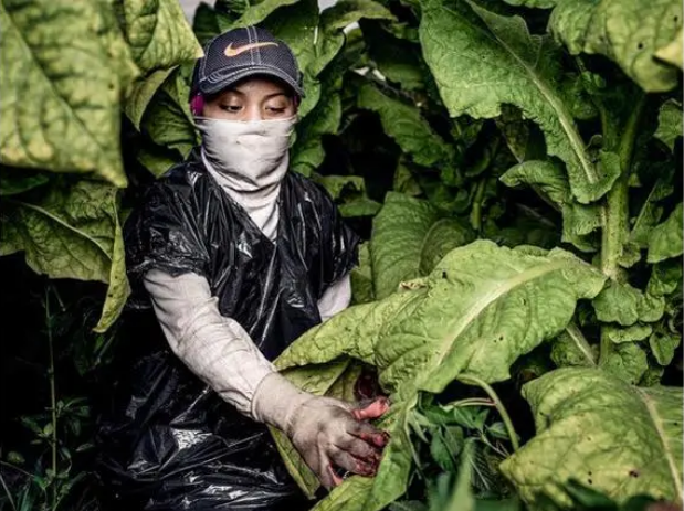 美国滥用童工问题严重，约1/4农产品由童工采摘
