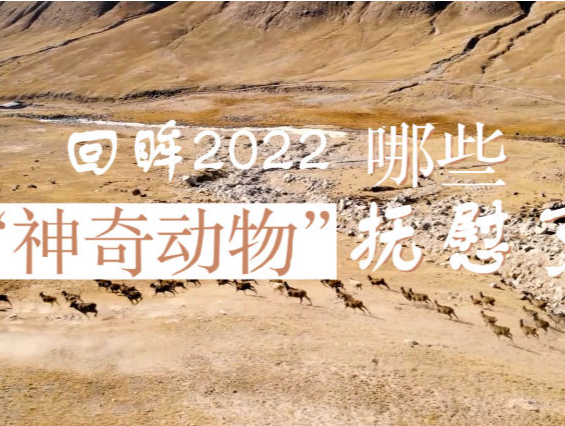 回眸2022｜哪些“神奇动物”抚慰了你？