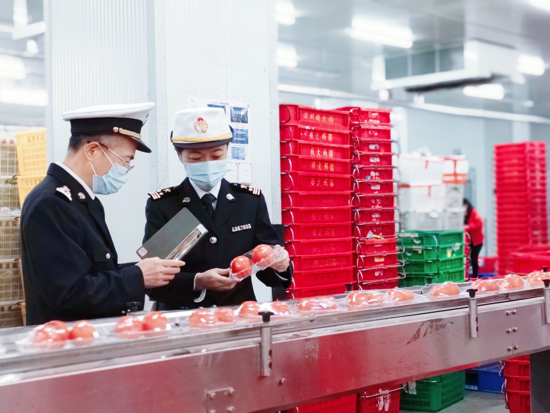 深圳口岸供港蔬菜创新高，一年63.2万吨新鲜蔬菜送往港人餐桌