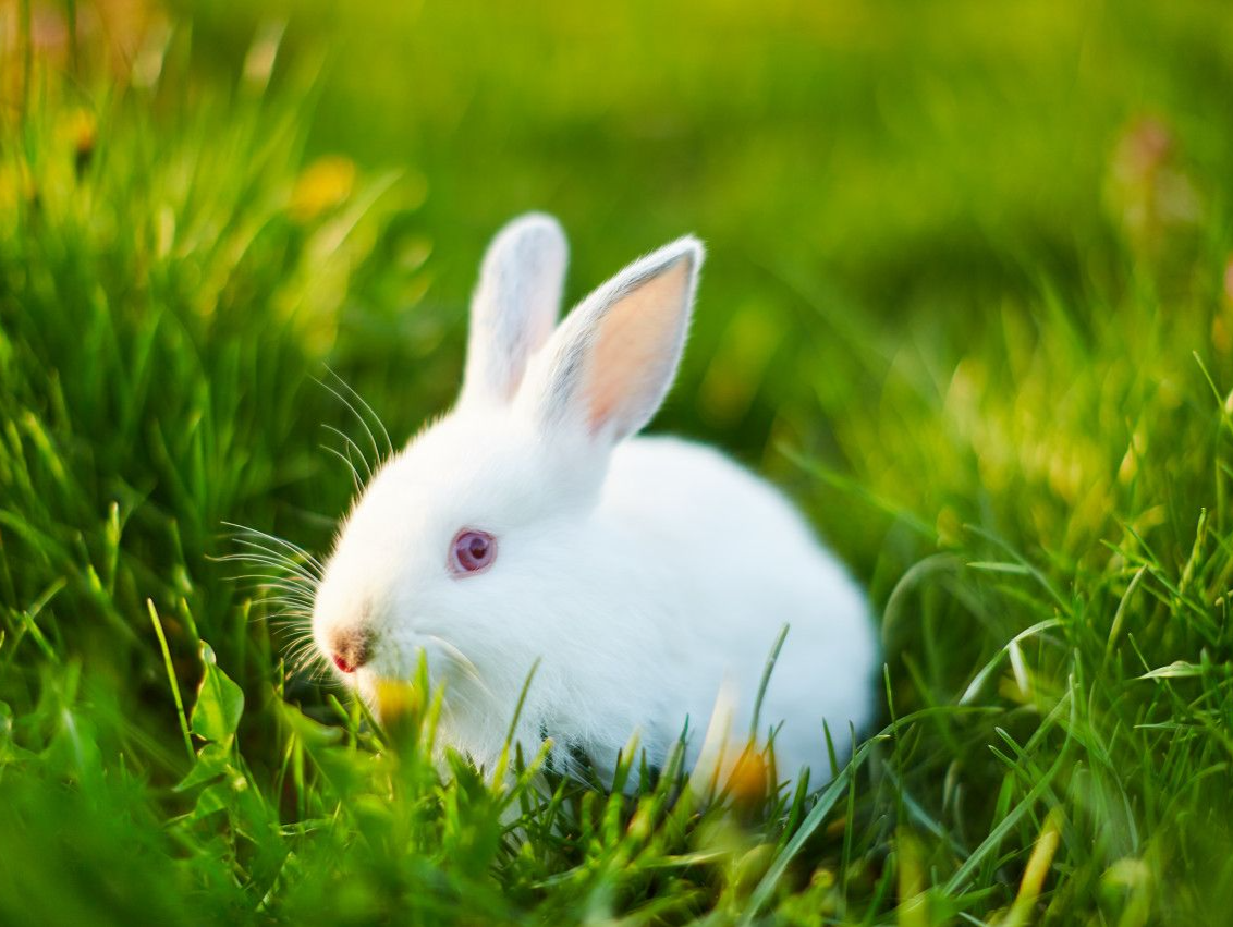 远古发现 | 追兔寻源之一：鼠兔原来是一家？