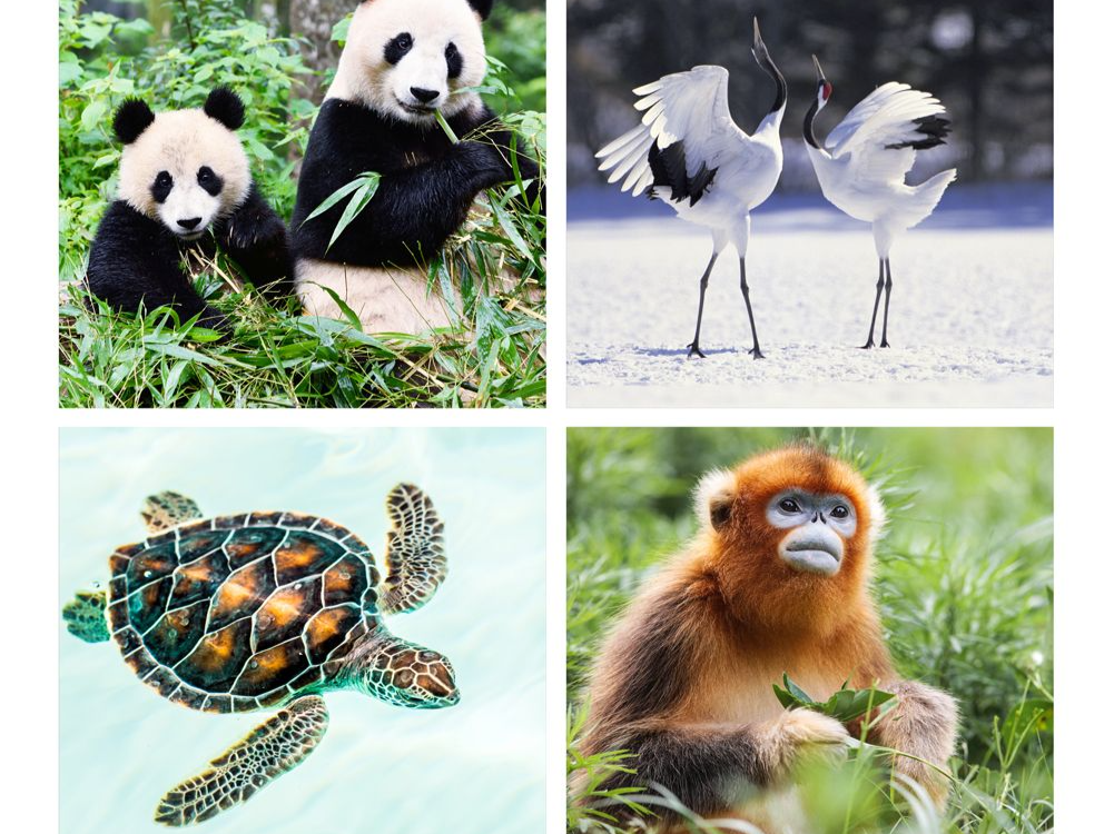 新闻日历 | 1月13日 34前的今天 《国家重点保护野生动物名录》颁布