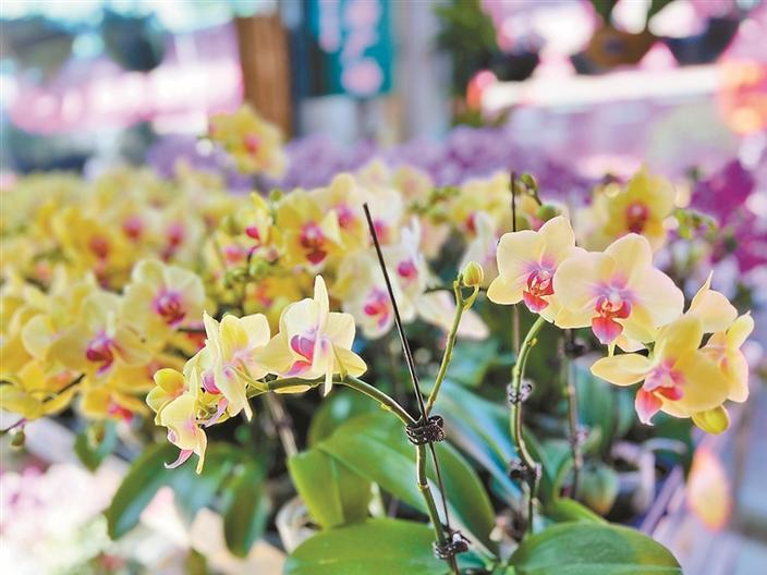 1月15日开档迎客！深圳南山迎春花市设67个购花点 