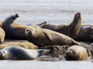 俄罗斯里海岸边发现大量海豹死亡 检测出禽流感病毒