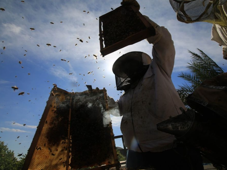 为预防蜂群染疫致规模减小，美国批准首款蜜蜂用疫苗
