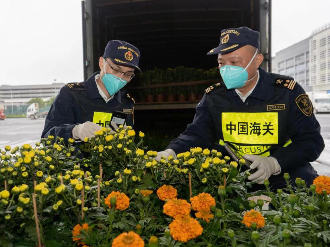 “年花”快通关，港澳添“年味”