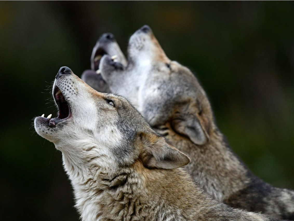 瑞典开始逾10年来最大规模猎狼