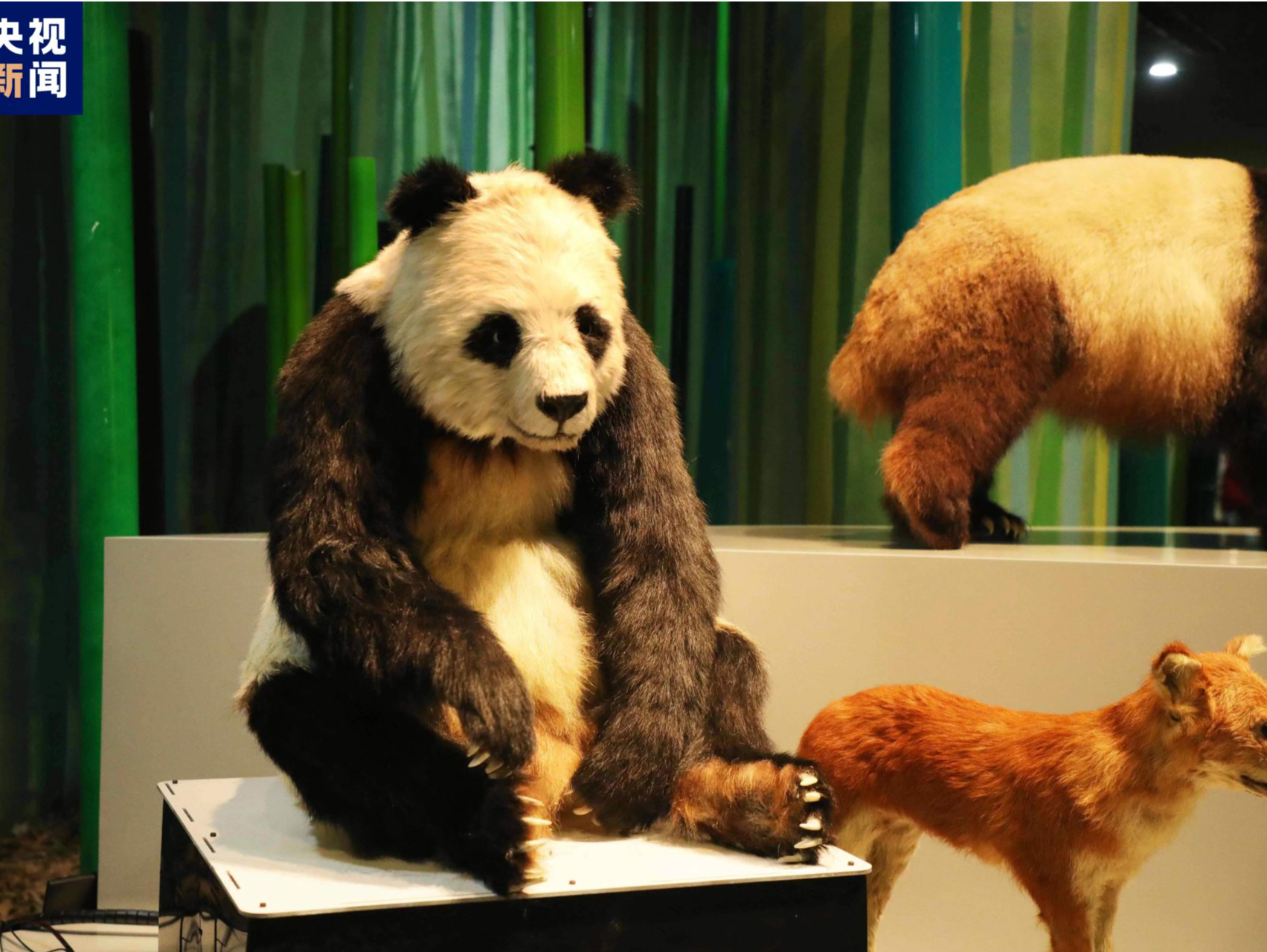 全球首只仿生大熊猫机器人“小川”正式亮相