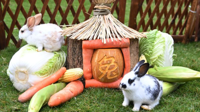 “遇兔呈祥”，多品种兔入驻深圳野生动物园迎兔年