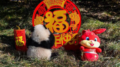 最萌新春祝福来了！熊猫中心2022级熊猫宝宝亮相贺新春