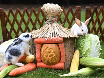 “遇兔呈祥”，深圳野生动物园来了一批小兔子迎兔年