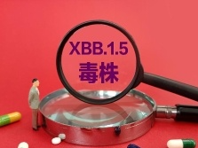 XBB和XBB.1.5到底是什么？在国外传播情况怎么样？