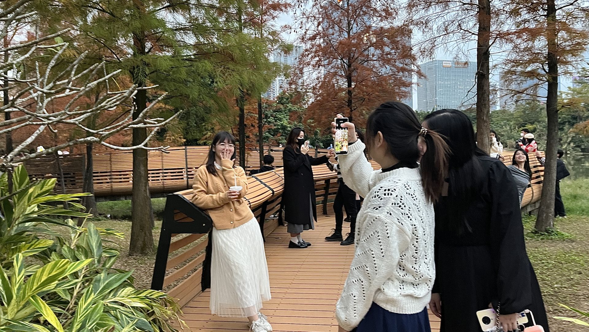 深圳莲花山落羽杉红惹人醉