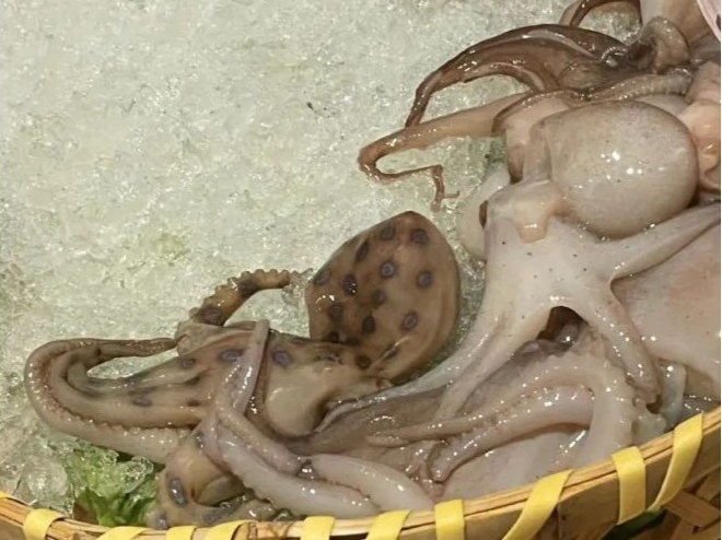 除了蓝环章鱼，这些“毒食”也千万别吃→