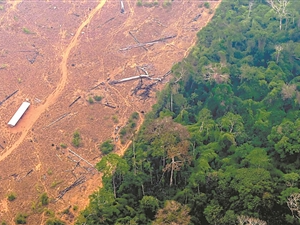 超三分之一亚马孙雨林退化 人类活动和干旱是主因
