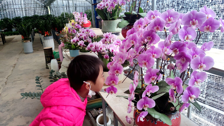 蝴蝶兰是花木场里的“当家花旦”，被摆在店里最显眼的地方。