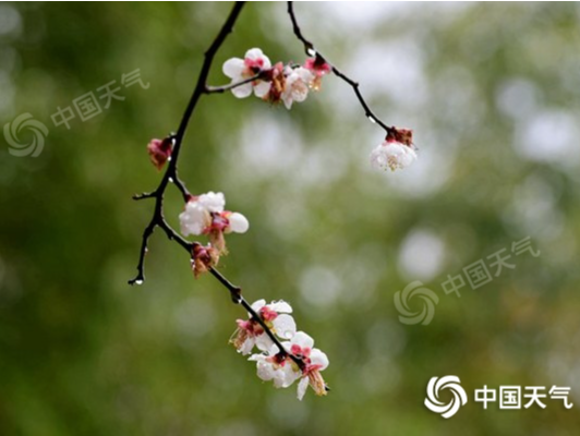 雨雪降温重心转移至南方 1月15日长江沿线有小到中雪