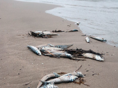 日本富山县海湾突现大量沙丁鱼 居民称“70年来罕见”