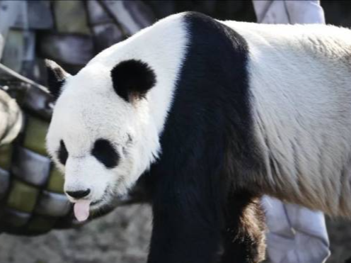 中国驻美国使馆发言人就旅美大熊猫“乐乐”离世答记者问