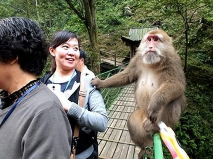 峨眉山景区回应“人猴分离”管理