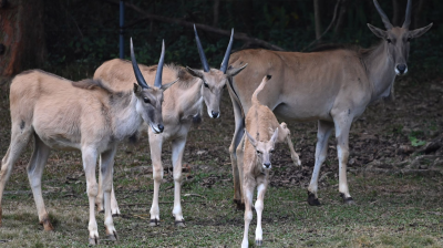 深圳野生动物园大羚羊“女娃”加入大家族新生活