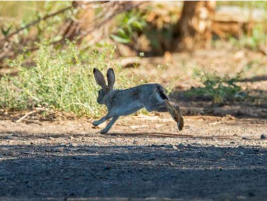 陕西一男子1年多猎捕800多只野兔 非法狩猎被判刑