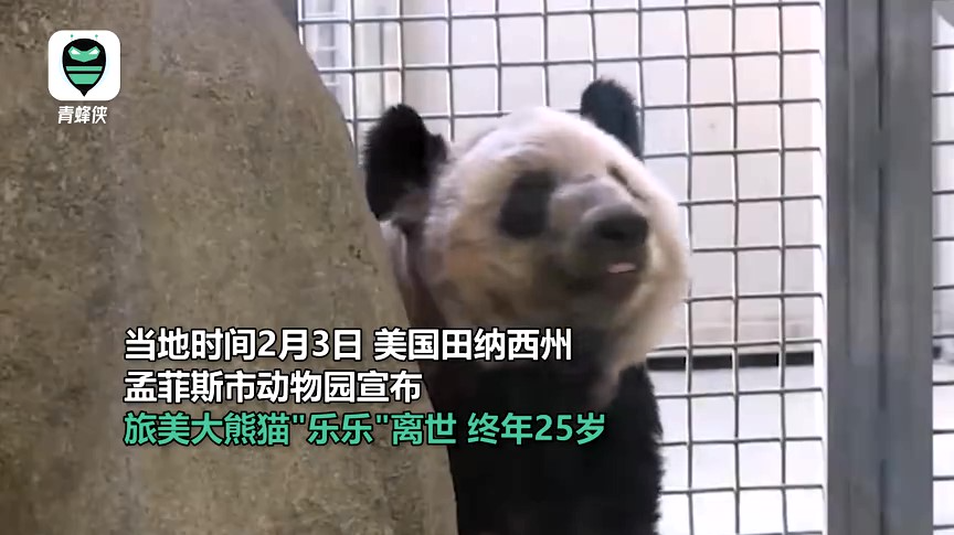 旅美大熊猫“乐乐”离世，动物园：在睡梦中安详离开
