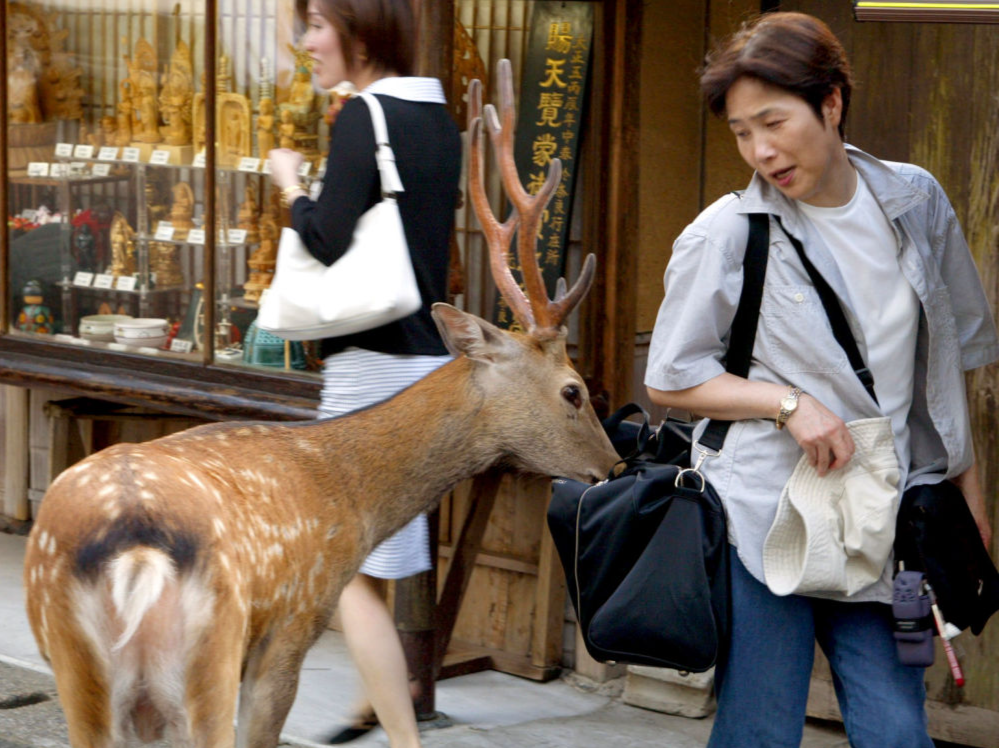 日本研究发现奈良公园的鹿拥有独立基因型