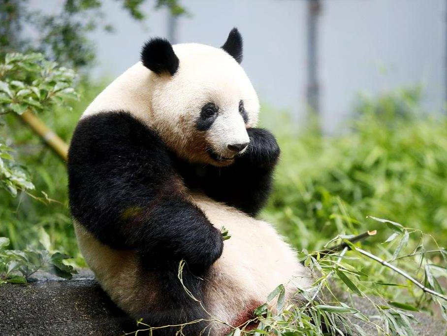 旅日大熊猫“香香”将于2月21日回到中国