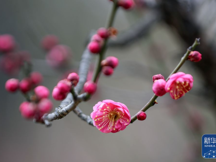 图集 | 春来花开早
