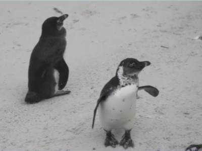 保护濒危物种 南非企鹅喜获“新居”