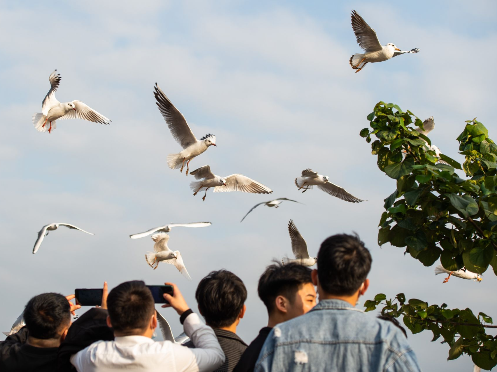 深圳湾畔：候鸟飞来“打招呼”